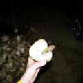 A Fresh Coconut (bangalore_100_1858.jpg) South India, Indische Halbinsel, Asien